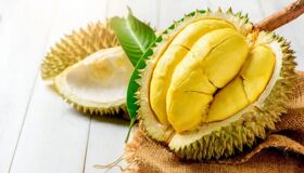 Durian Lam Dong